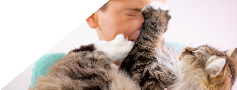 Gato no veterinário