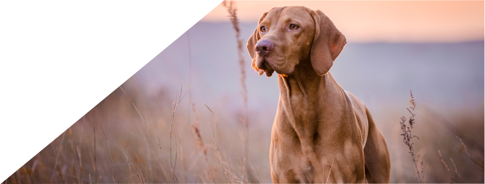 cão no campo