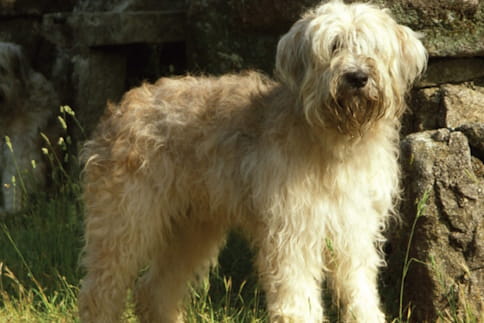 Cão Barbado da Terceira