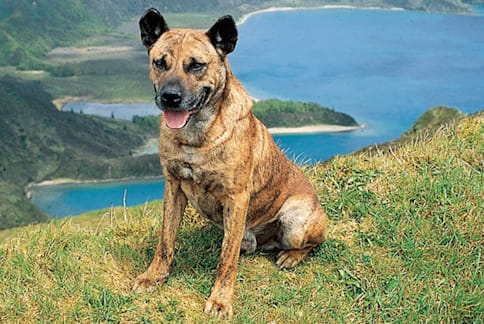 Cão de Fila de São Miguel