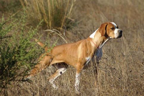Perdigueiro Português
