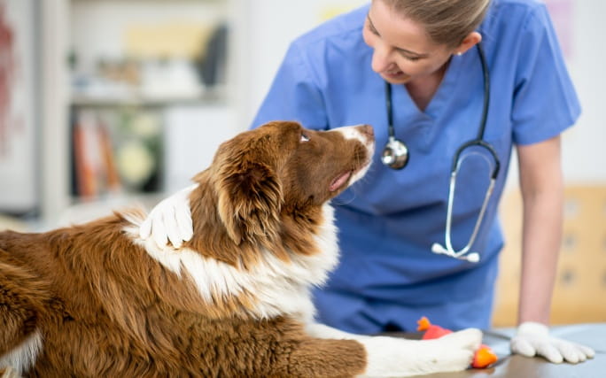 Cão de grande porte é examinado num consultório por um médico veterinário.