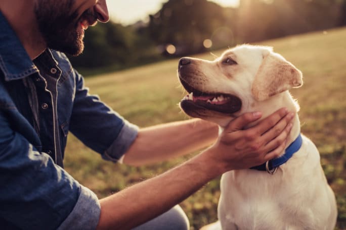 quer adotar um cao saiba o que deve ter em conta