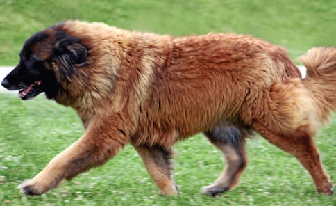 Cão Serra da Estrela