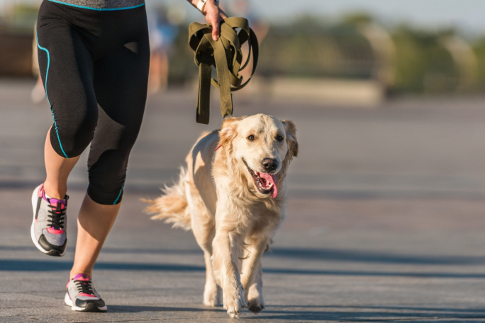 Prática de jogging com um golden retriever levado pela trela 