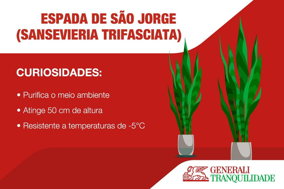 Infografia com planta Espada de São Jorge