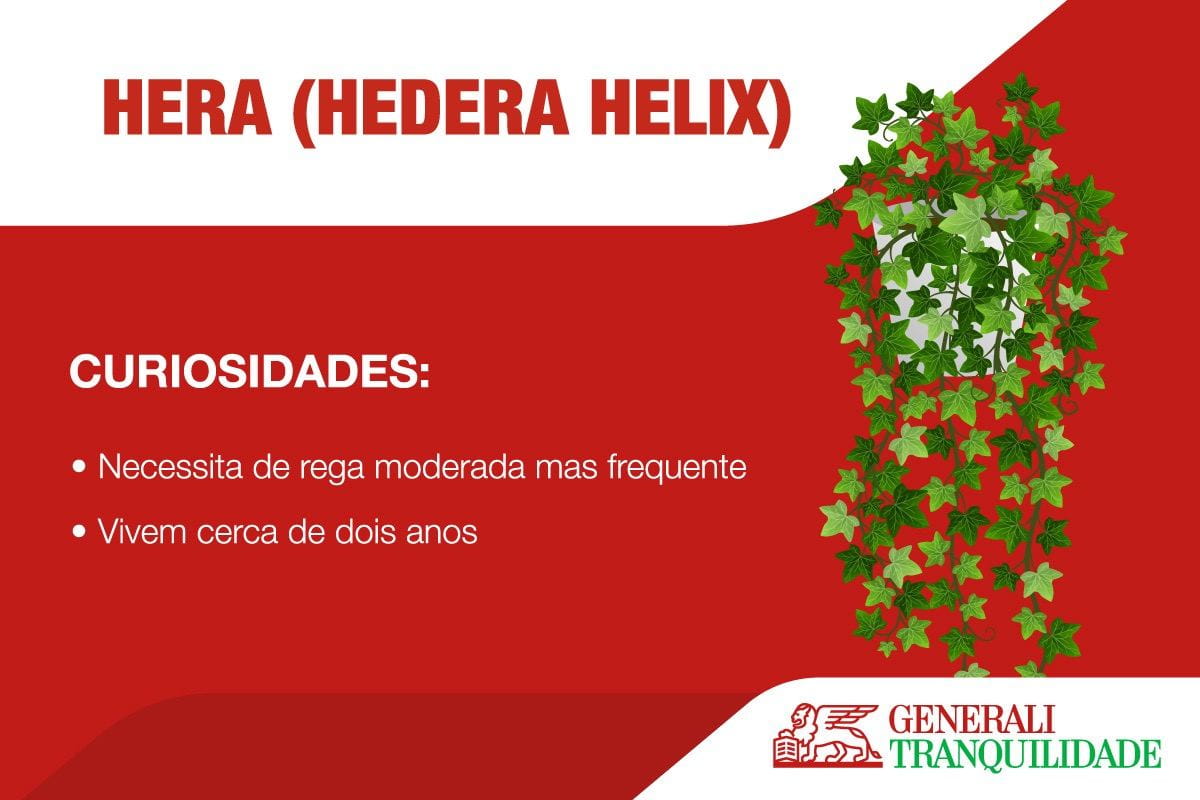 infografia planta Hera