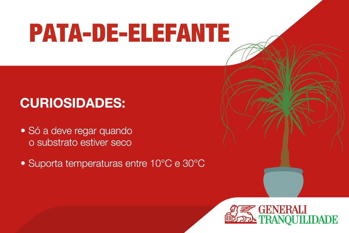 Infografia planta Pata de Elefante