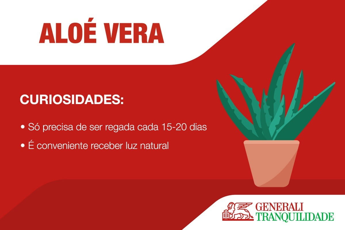 Infografia com planta Aloé Vera