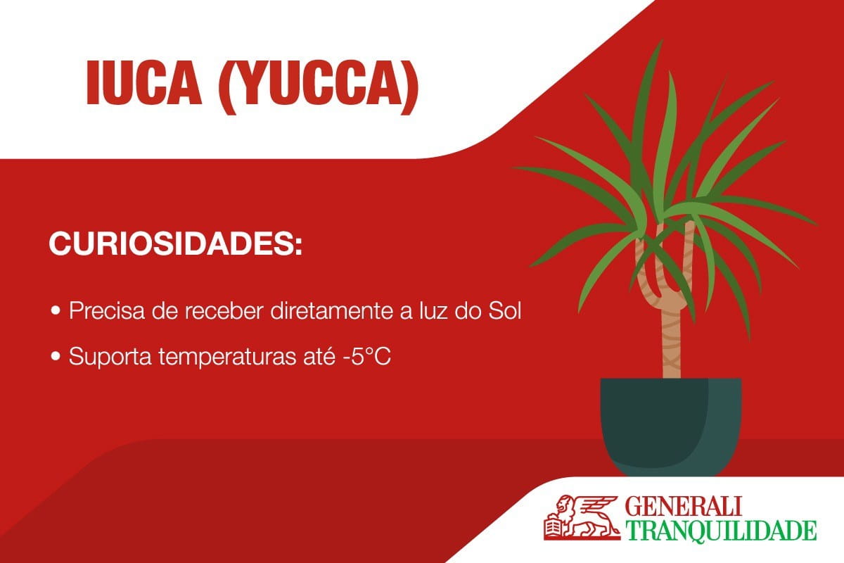 Infografia de planta Iuca