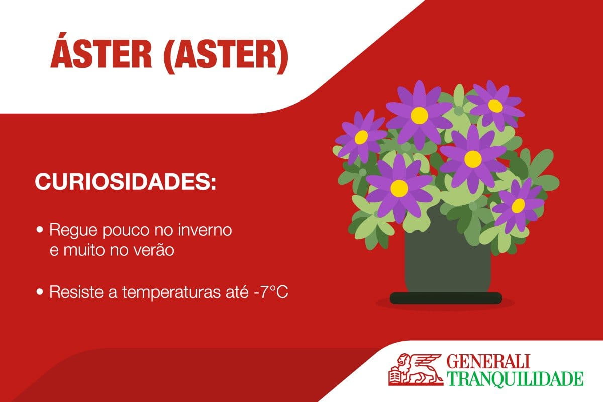 Infografia de planta Áster
