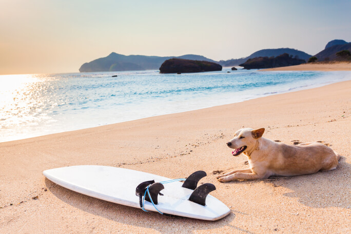 Cão numa praia com prancha de surf ao lado.