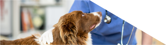 cão com veterinária