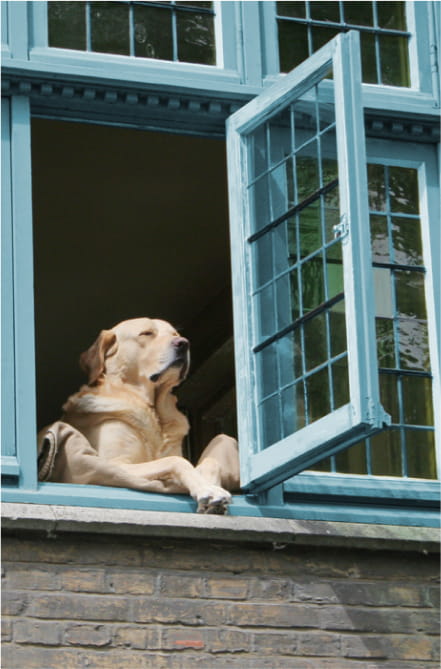 Animal tranquilo, no parapeito de uma janela, com as patas dianteiras de fora, a contemplar o exterior.